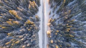 Christmas Tree Trucking